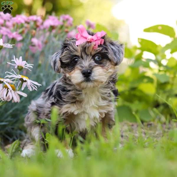 Ellie, Yorkie Poo Puppy